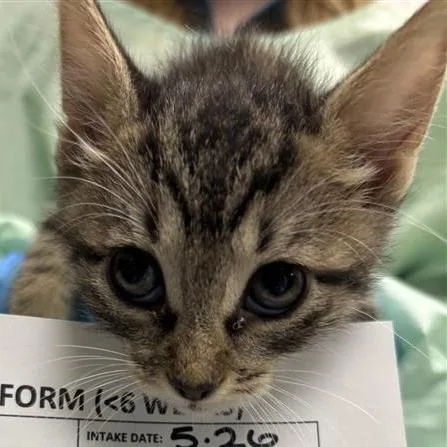 A baby small-sized female Brown / Chocolate Domestic Short Hair cat named Azalea for adoption in Tempe, AZ