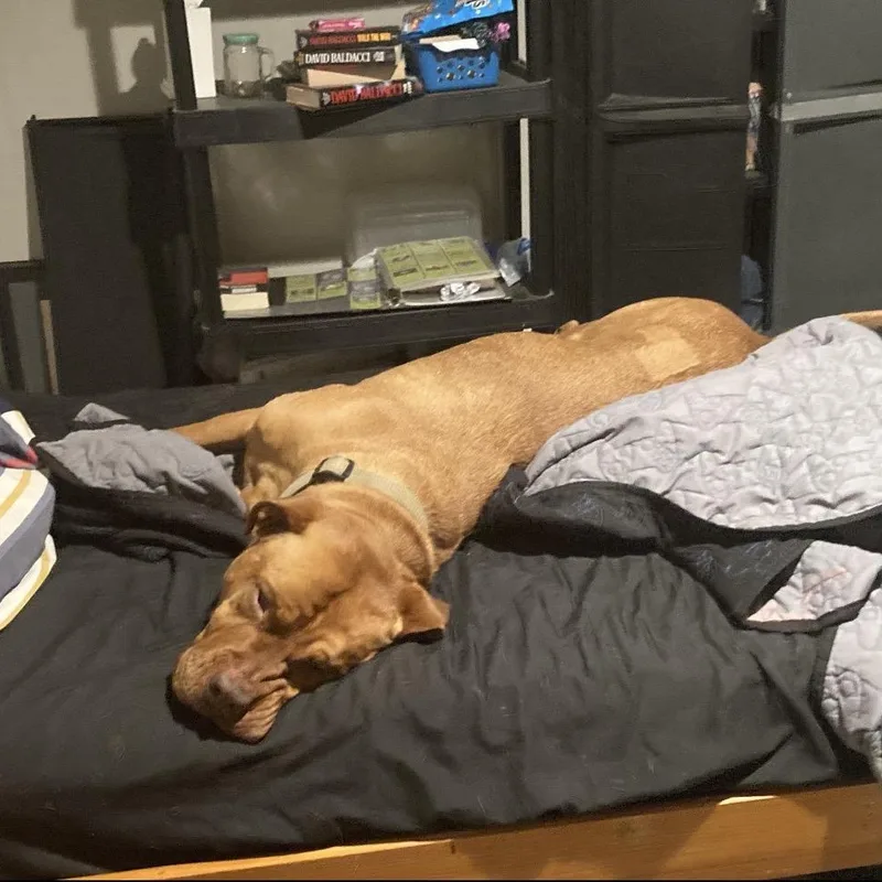 An adult large-sized female Dogue de Bordeaux dog named Danielle for adoption in Queen City, TX
