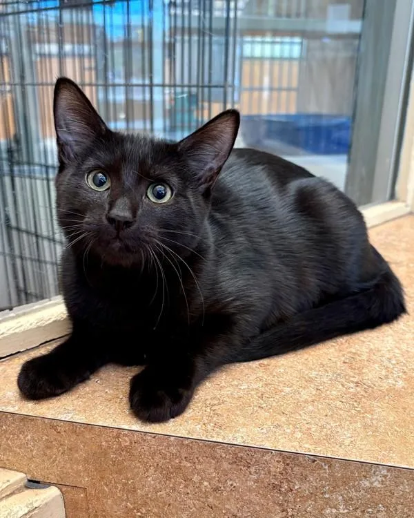 A baby small-sized male Domestic Short Hair cat named Benny for adoption in Novato, CA