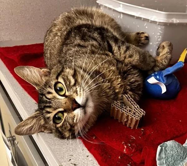 A young medium-sized male Domestic Short Hair cat named Pacman for adoption in Stratham, NH