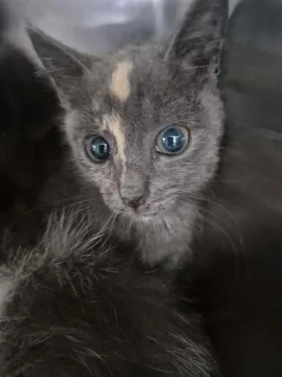 A young small-sized female Domestic Short Hair cat named Ursula for adoption in Columbus, IN