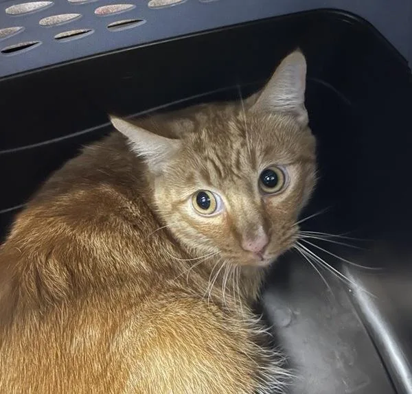 A young medium-sized male Domestic Short Hair cat named Rusty for adoption in San Diego, CA