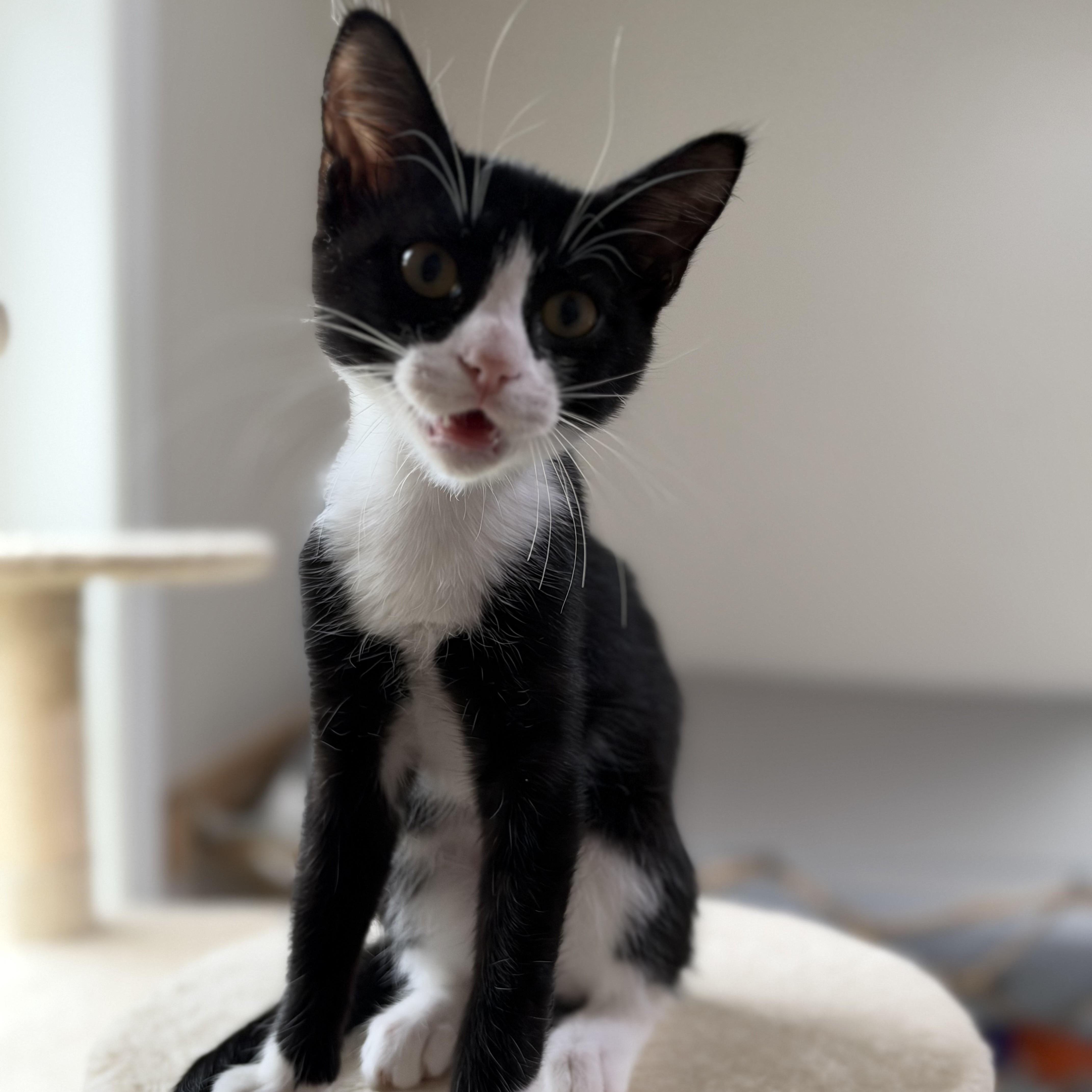 A baby small-sized male Black & White / Tuxedo Domestic Short Hair cat named Phenomen for adoption in Richmond, VA