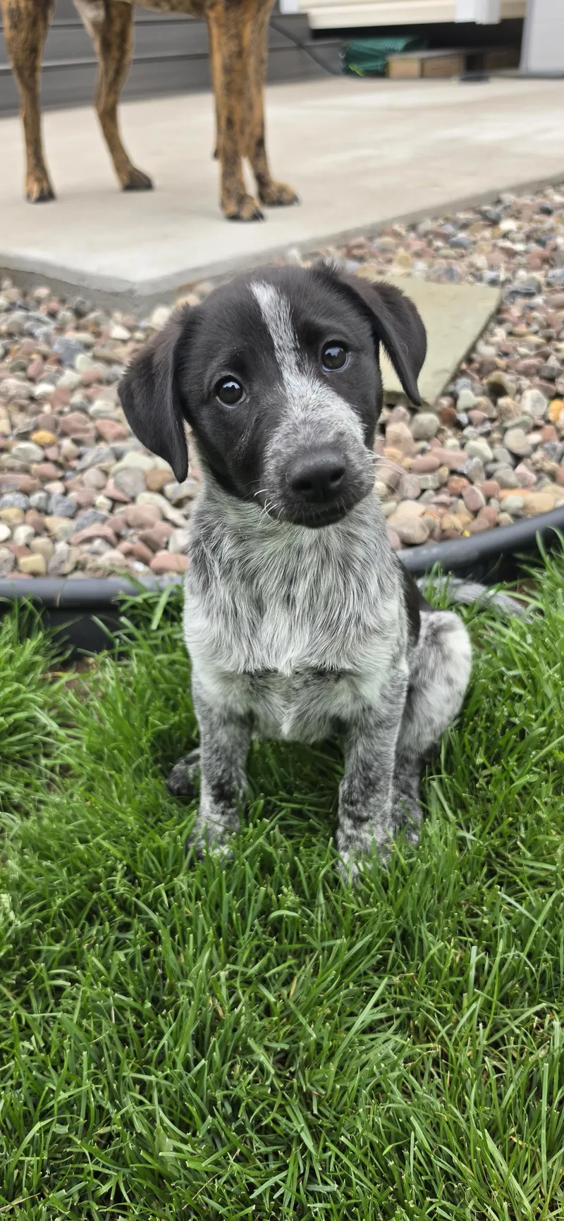 A baby medium-sized female Harlequin Black Labrador Retriever dog named Cici for adoption in Walworth, NY
