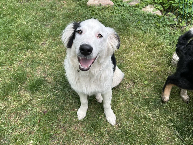A baby medium-sized male Australian Shepherd dog named Bowser for adoption in Crystal Lake, IL