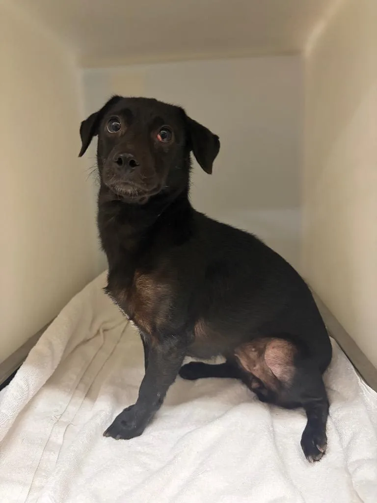 A young medium-sized female Mixed Breed dog named Kylie for adoption in Douglasville, GA