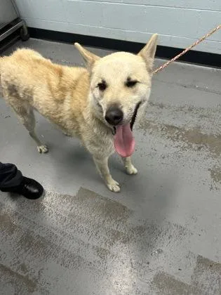 A young large-sized male German Shepherd Dog dog named Hero for adoption in Sacramento, CA