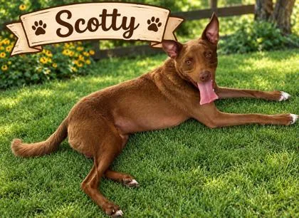 A young large-sized male Mixed Breed dog named Scotty for adoption in Fernandina Beach, FL