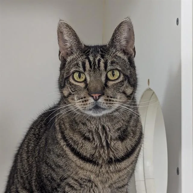 An adult large-sized male Domestic Short Hair cat named Tom for adoption in Santa Barbara, CA