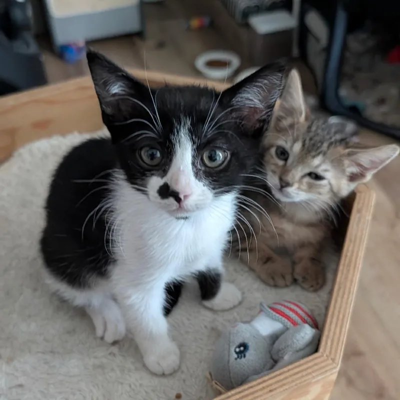 A baby small-sized female Black Domestic Short Hair cat named Squids for adoption in Tustin, CA