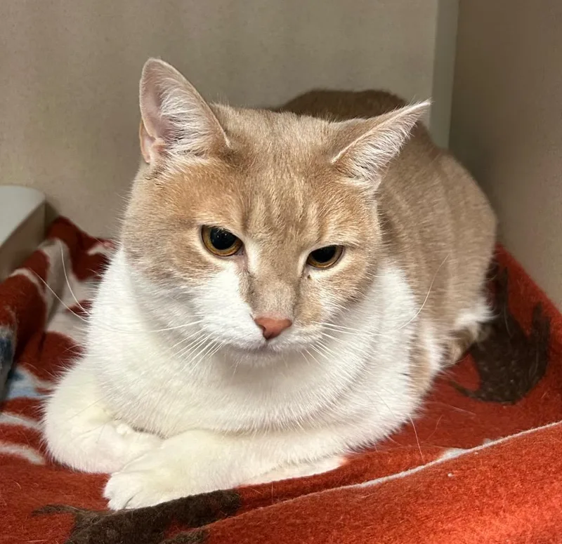 An adult medium-sized female Buff & White Domestic Short Hair cat named Daisy for adoption in Pottsville, PA