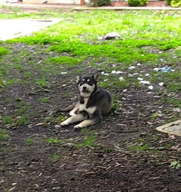 A young small-sized male Siberian Husky dog named A for adoption in Charlotte, NC