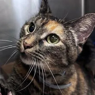 An adult medium-sized female Torbie Domestic Short Hair cat named Moochee for adoption in Belleville, IL