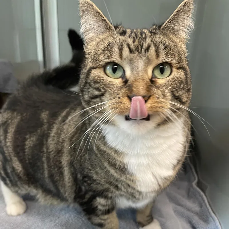 An adult medium-sized female Brown / Chocolate Domestic Short Hair cat named Beatrice for adoption in Saint Charles, MO