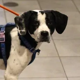 An adult medium-sized male Hound dog named 26-01679 for adoption in Fredericksburg, VA