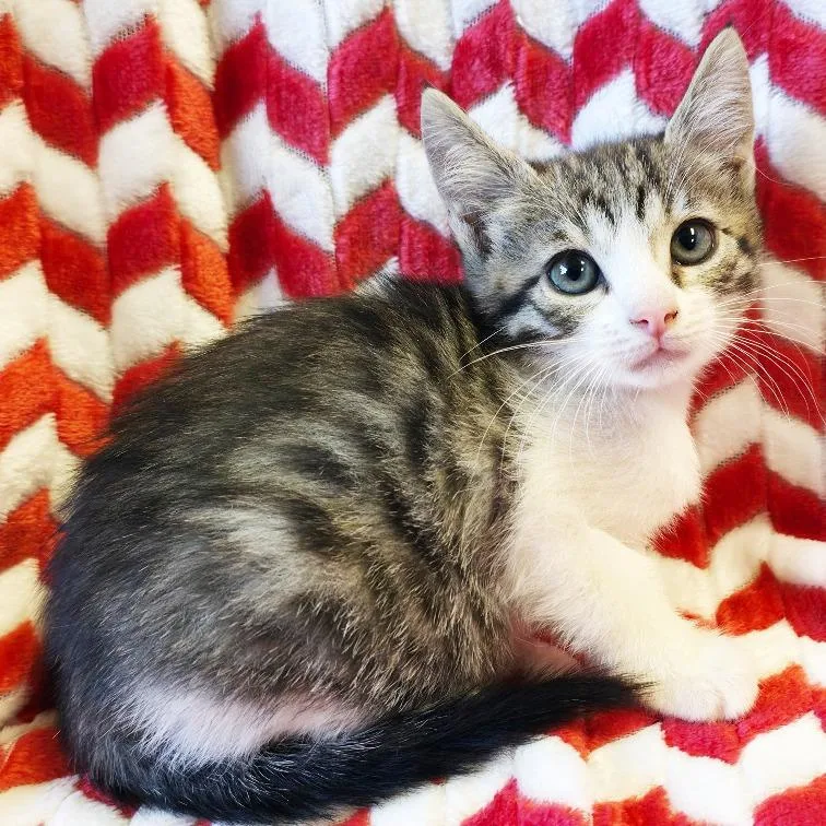 A baby small-sized female Brown / Chocolate Domestic Short Hair cat named Cerulean for adoption in Mount Juliet, TN
