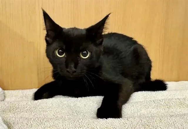 A baby small-sized female Domestic Short Hair cat named Beatrice for adoption in Saint Louis, MO