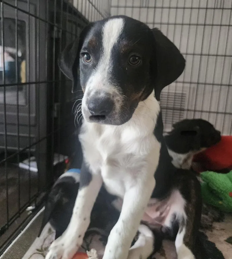 A baby medium-sized female Tricolor (Brown, Black, & White) Australian Shepherd dog named Gabby for adoption in Richardson, TX