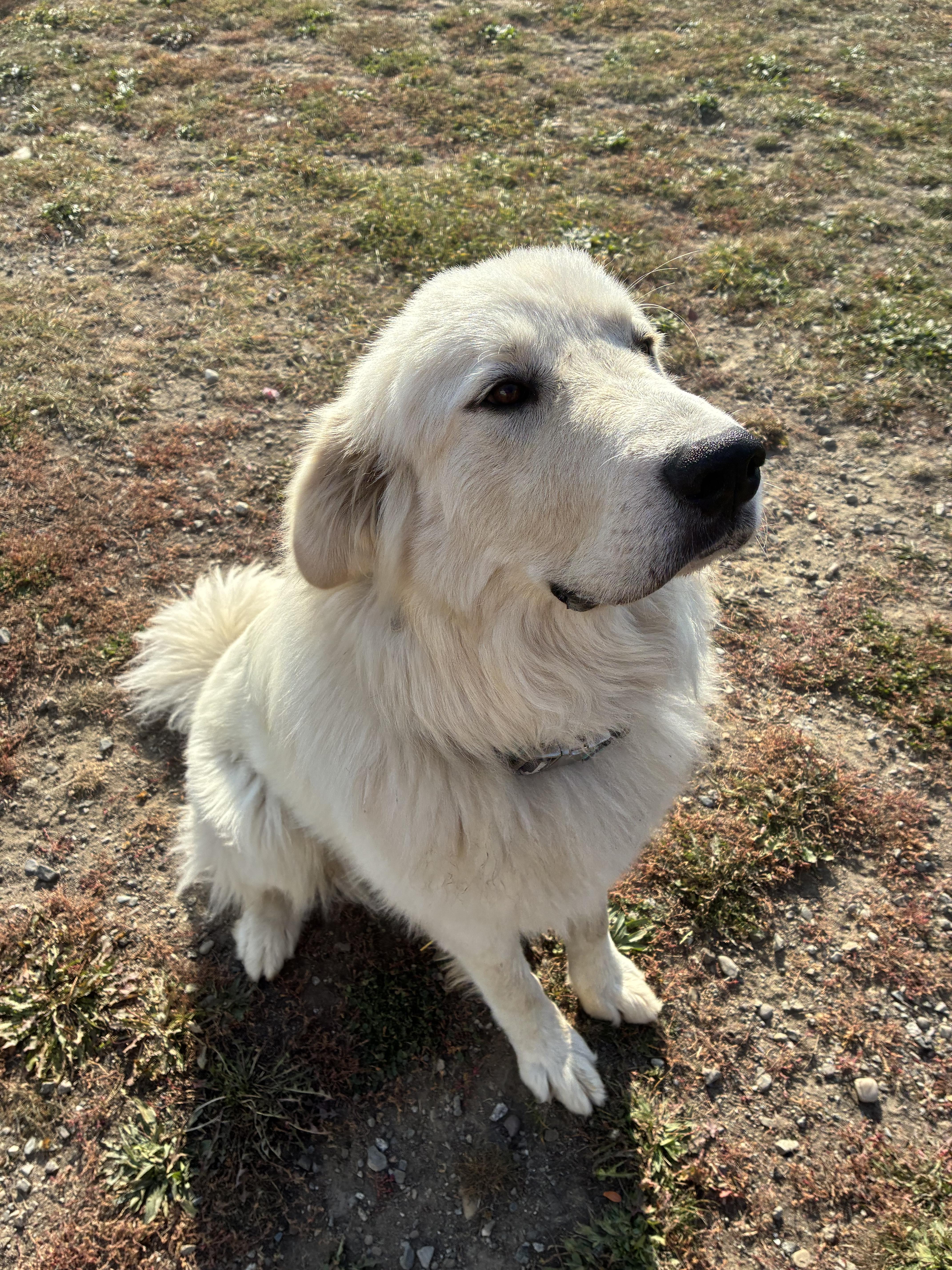 A young extra large-sized male Great Pyrenees dog named Bolt for adoption in Bonners Ferry, ID