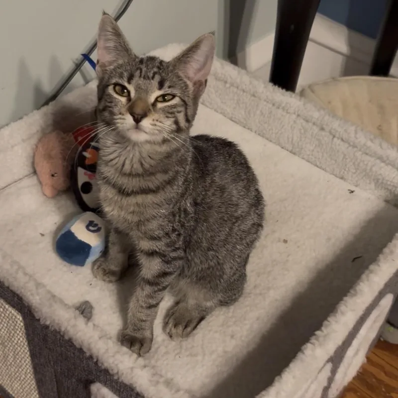 A baby medium-sized female Tabby (Brown / Chocolate) Domestic Short Hair cat named Peanut for adoption in Sewell, NJ