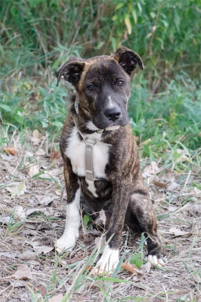 A baby medium-sized male Mixed Breed dog named Bram for adoption in Savage, MN