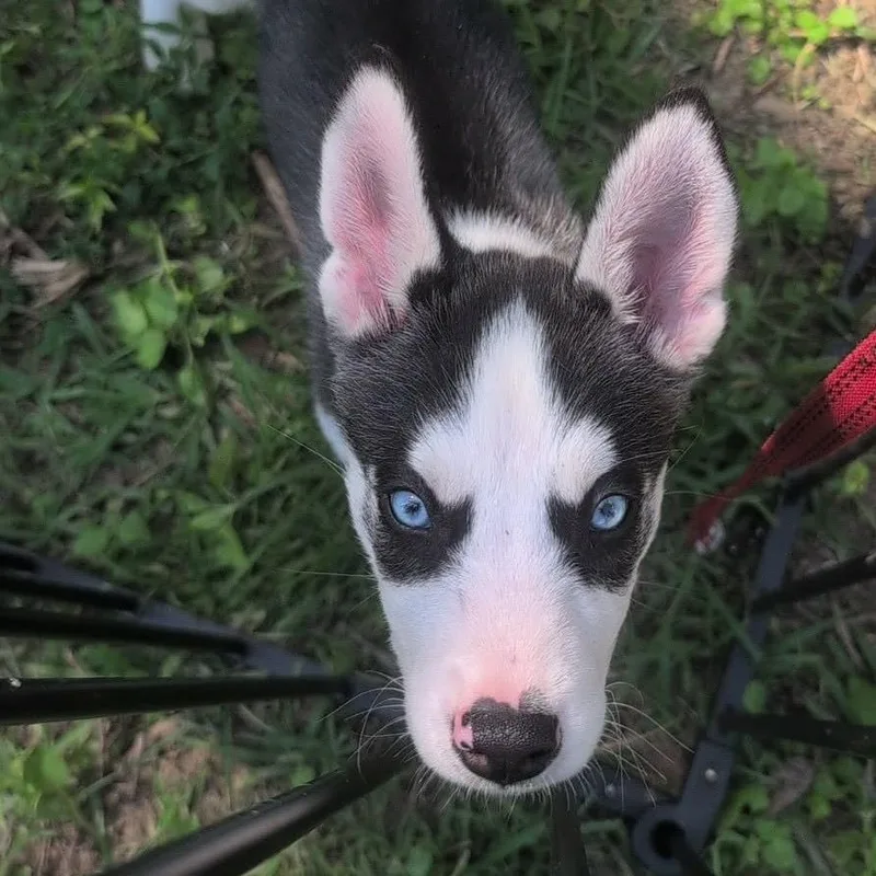 Bandit