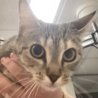 An adult medium-sized female Domestic Short Hair cat named Viny for adoption in Cincinnati, OH