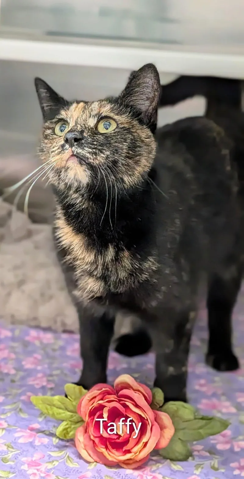 An adult medium-sized female Tortoiseshell Domestic Short Hair cat named Taffy for adoption in Flint, MI