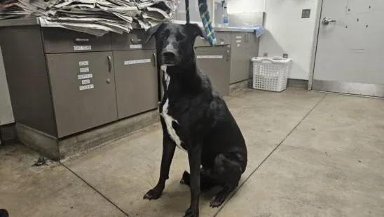 An adult large-sized male Labrador Retriever dog named Phantom for adoption in Van Nuys, CA