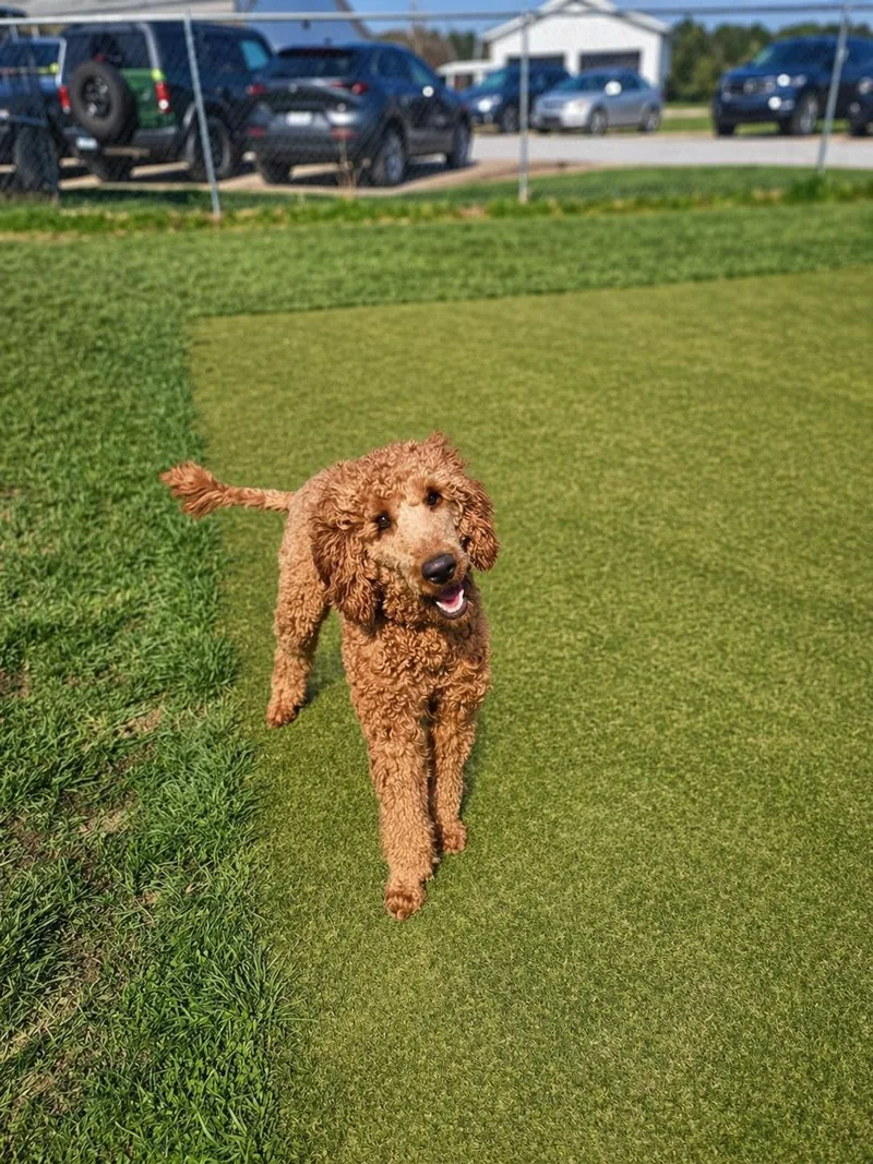 An adult medium-sized female Poodle dog named Hops for adoption in Wooster, OH