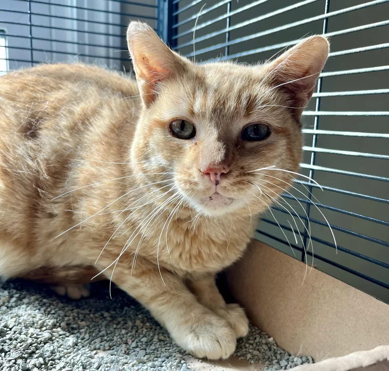 An adult medium-sized male Tabby (Orange / Red) Domestic Short Hair cat named Red Robin for adoption in Seville, OH