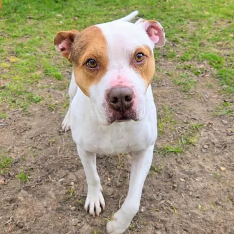 An adult large-sized male Mixed Breed dog named Fletcher Hobbs for adoption in Pensacola, FL