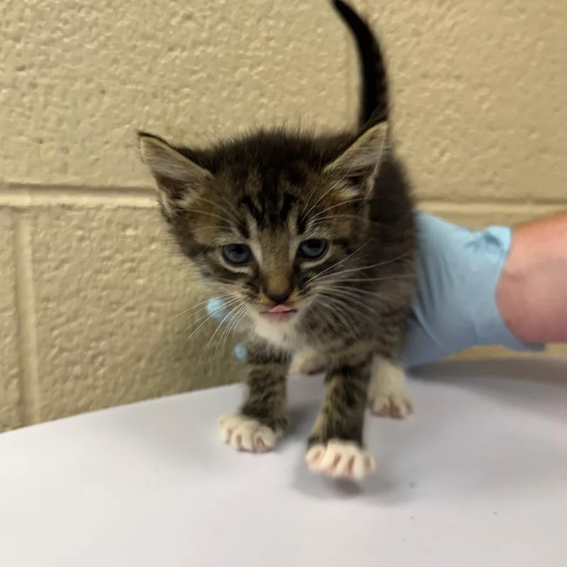 A baby small-sized female Gray / Blue / Silver Domestic Short Hair cat named Anby for adoption in Troy, VA
