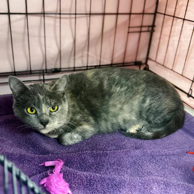 An adult medium-sized female Tortoiseshell Domestic Short Hair cat named Sweet Tart for adoption in Enid, OK