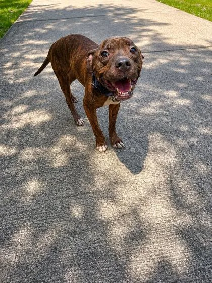 An adult medium-sized male Pit Bull Terrier dog named Otis for adoption in Palm Coast, FL