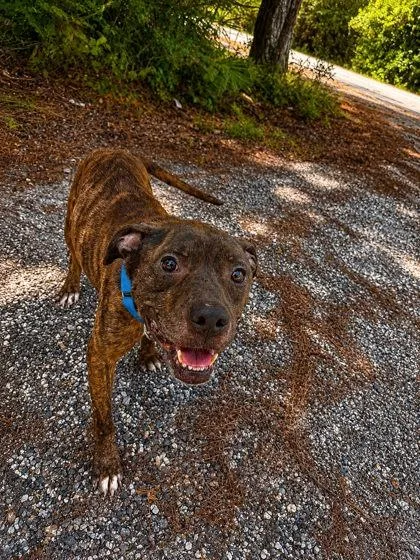 Otis thumbnail 2