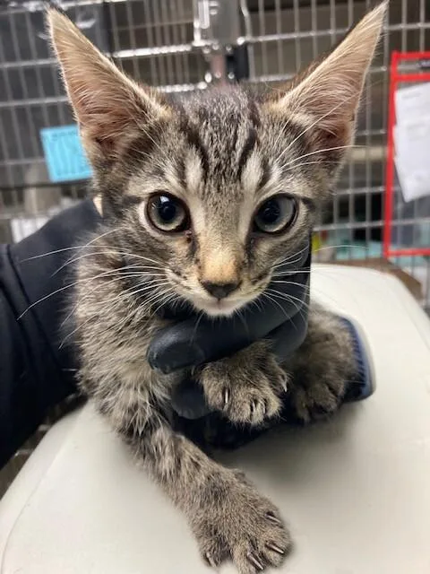A young medium-sized male Gray / Blue / Silver Domestic Short Hair cat named Taz for adoption in Cincinnati, OH