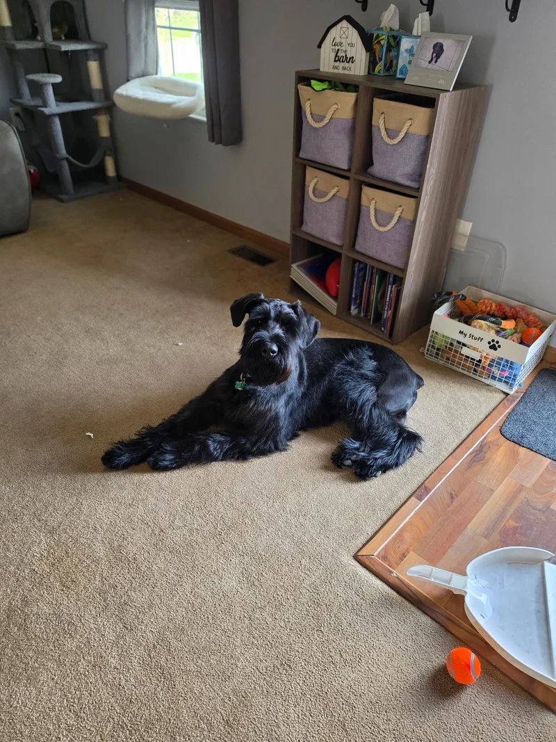 A young large-sized male Black Giant Schnauzer dog named Maximus for adoption in Zanesville, OH