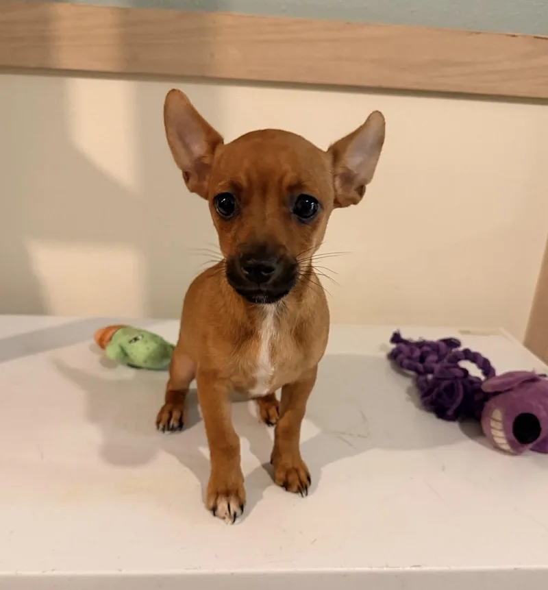 A baby small-sized male Apricot / Beige Chihuahua dog named Whiskey for adoption in Mansfield, TX