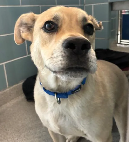 An adult medium-sized male White / Cream Labrador Retriever dog named Woody for adoption in Palatine, IL