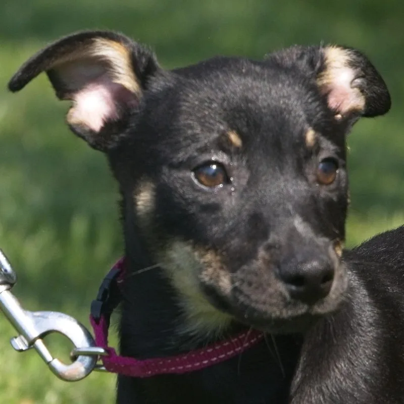 A baby small-sized female Black Mixed Breed dog named Juno for adoption in South Elgin, IL