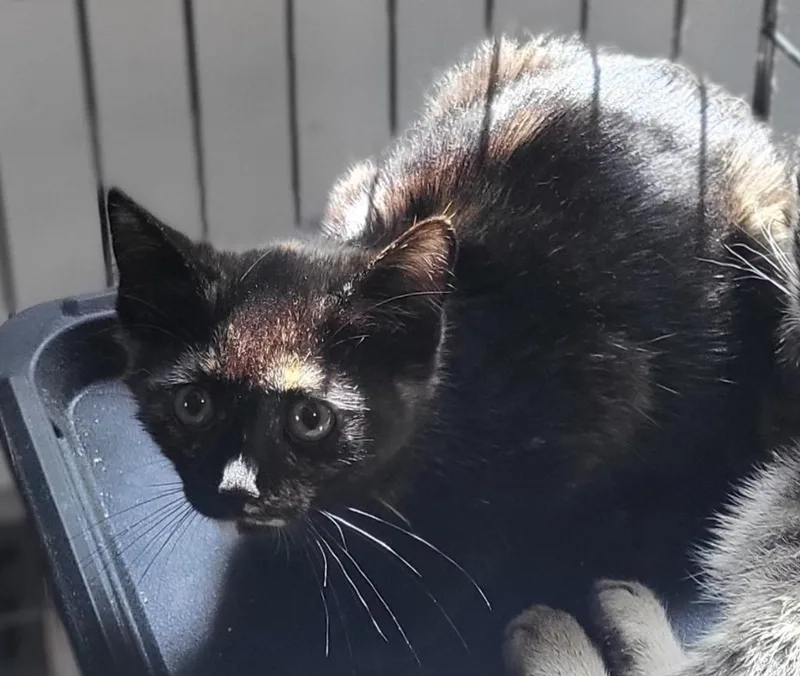 A baby small-sized female Domestic Short Hair cat named Marley for adoption in Bloomington, IN