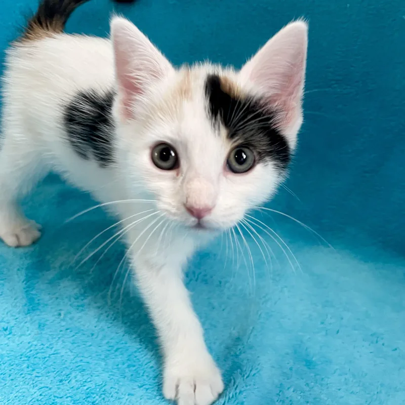 A baby small-sized female Calico Domestic Short Hair cat named Polli for adoption in Greensboro, NC