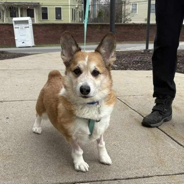 An adult small-sized male Cardigan Welsh Corgi dog named Sully Bean for adoption in Boston, MA
