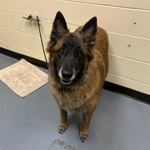 An adult large-sized male Dutch Shepherd dog named Max for adoption in Denver, CO