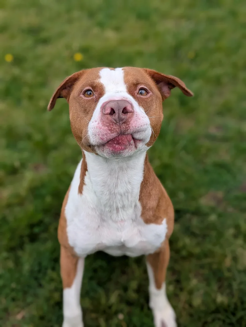 Obi