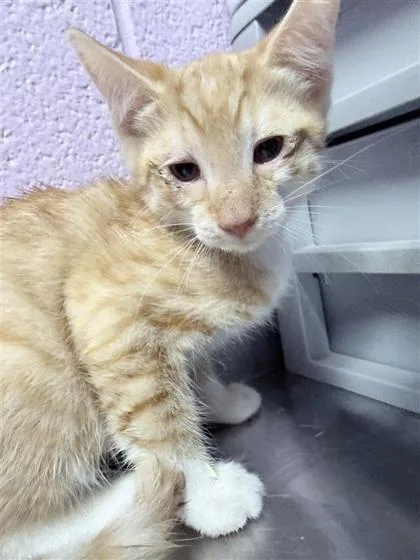 A baby small-sized female Orange / Red Domestic Short Hair cat named 61436343 for adoption in El Paso, TX