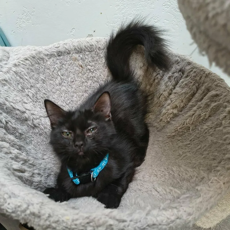 A baby small-sized female Black Domestic Medium Hair cat named Blizzard for adoption in Las Cruces, NM
