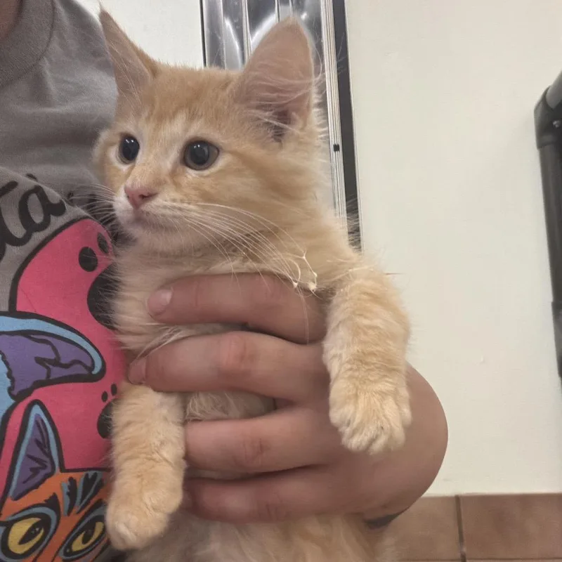 A baby small-sized male Orange / Red Domestic Medium Hair cat named Martini for adoption in Melrose, FL