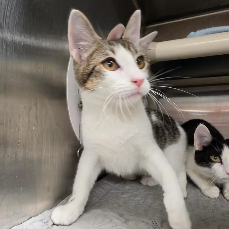 A baby medium-sized male Domestic Short Hair cat named Petty for adoption in Briarcliff Manor, NY